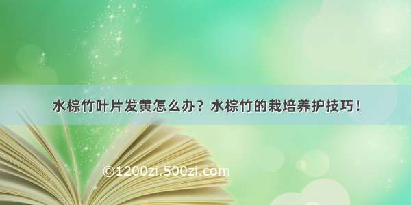 水棕竹叶片发黄怎么办？水棕竹的栽培养护技巧！