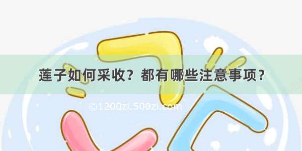 莲子如何采收？都有哪些注意事项？