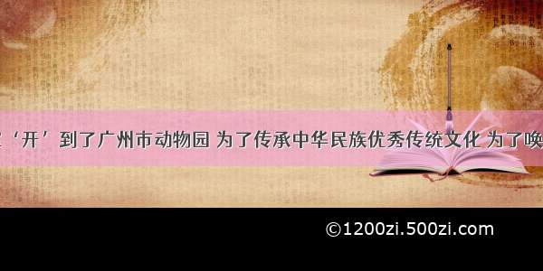 我把工作室‘开’到了广州市动物园 为了传承中华民族优秀传统文化 为了唤起更多欣赏