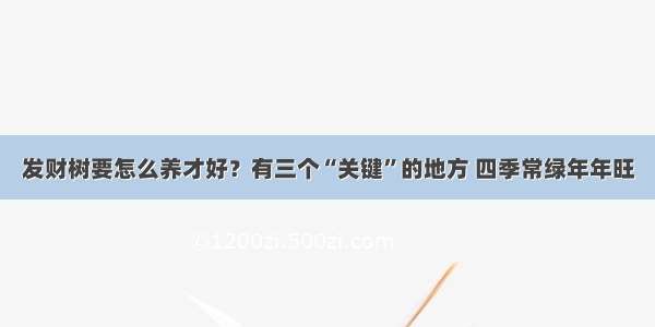 发财树要怎么养才好？有三个“关键”的地方 四季常绿年年旺