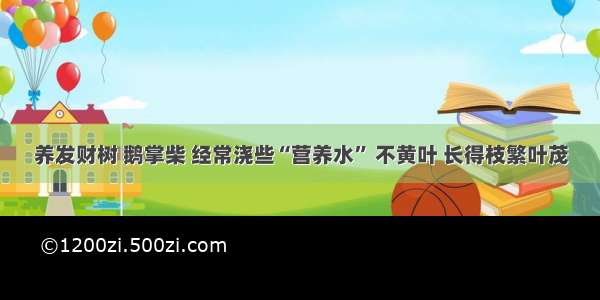 养发财树 鹅掌柴 经常浇些“营养水” 不黄叶 长得枝繁叶茂