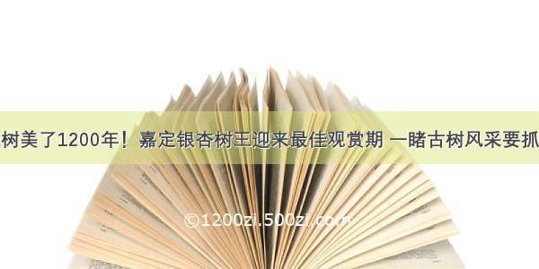 这棵树美了1200年！嘉定银杏树王迎来最佳观赏期 一睹古树风采要抓紧啦