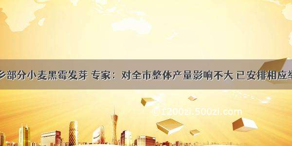 新乡部分小麦黑霉发芽 专家：对全市整体产量影响不大 已安排相应举措