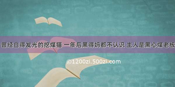 曾经白得发光的挖煤猫 一年后黑得妈都不认识 主人是黑心煤老板