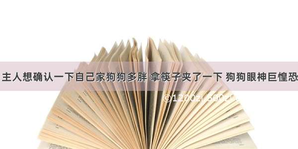 主人想确认一下自己家狗狗多胖 拿筷子夹了一下 狗狗眼神巨惶恐