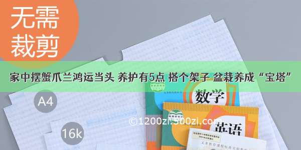 家中摆蟹爪兰鸿运当头 养护有5点 搭个架子 盆栽养成“宝塔”