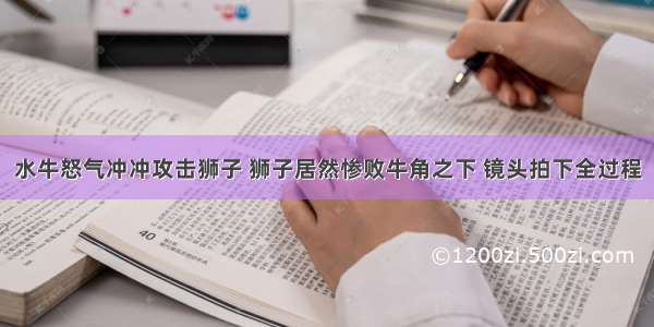 水牛怒气冲冲攻击狮子 狮子居然惨败牛角之下 镜头拍下全过程