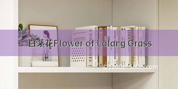 白茅花Flower of Lalang Grass