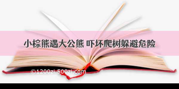 小棕熊遇大公熊 吓坏爬树躲避危险