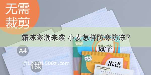 霜冻寒潮来袭 小麦怎样防寒防冻？