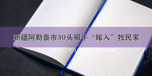 新疆阿勒泰市30头褐牛“嫁入”牧民家