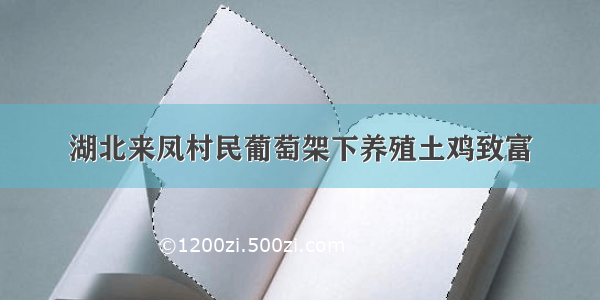 湖北来凤村民葡萄架下养殖土鸡致富