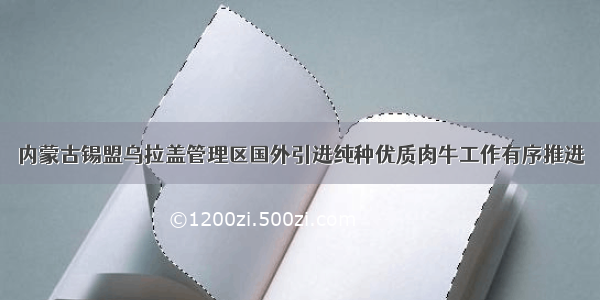 内蒙古锡盟乌拉盖管理区国外引进纯种优质肉牛工作有序推进