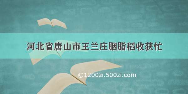 河北省唐山市王兰庄胭脂稻收获忙