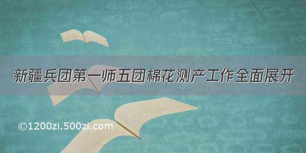 新疆兵团第一师五团棉花测产工作全面展开