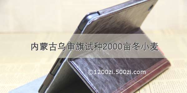 内蒙古乌审旗试种2000亩冬小麦