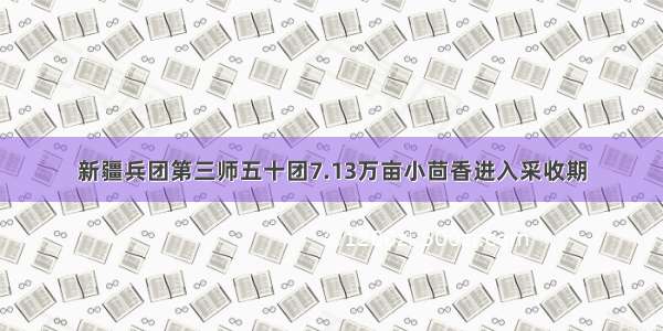 新疆兵团第三师五十团7.13万亩小茴香进入采收期