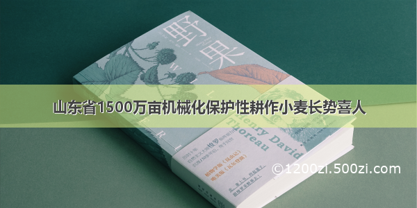 山东省1500万亩机械化保护性耕作小麦长势喜人