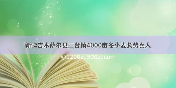 新疆吉木萨尔县三台镇4000亩冬小麦长势喜人