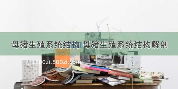 母猪生殖系统结构 母猪生殖系统结构解剖