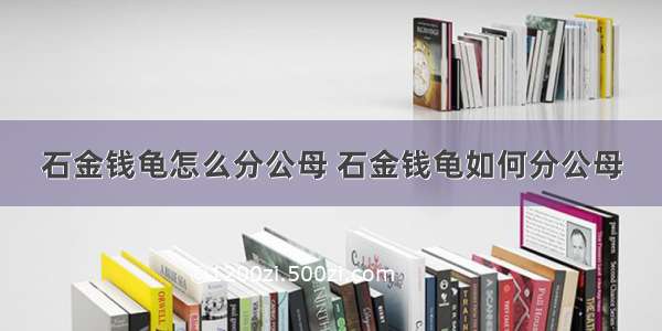 石金钱龟怎么分公母 石金钱龟如何分公母