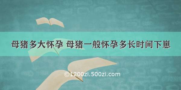 母猪多大怀孕 母猪一般怀孕多长时间下崽