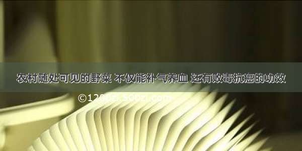 农村随处可见的野菜 不仅能补气养血 还有败毒抗癌的功效