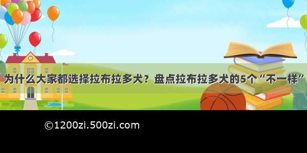 为什么大家都选择拉布拉多犬？盘点拉布拉多犬的5个“不一样”