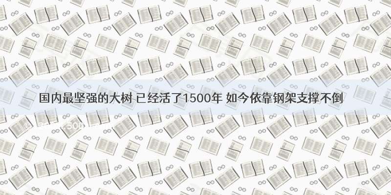 国内最坚强的大树 已经活了1500年 如今依靠钢架支撑不倒