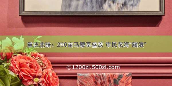 重庆北碚：200亩马鞭草盛放 市民花海“踏浪”