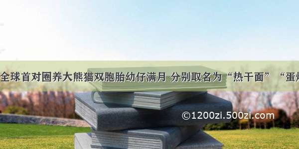 今年全球首对圈养大熊猫双胞胎幼仔满月 分别取名为“热干面”“蛋烘糕”