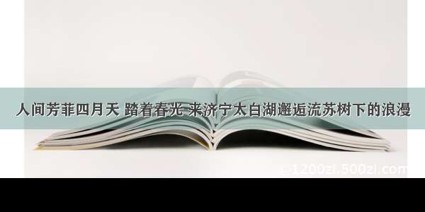 人间芳菲四月天 踏着春光 来济宁太白湖邂逅流苏树下的浪漫