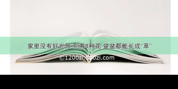 家里没有好光照 别养8种花 盆盆都能长成“草”