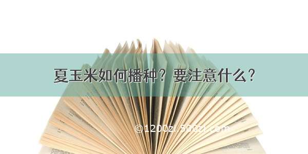 夏玉米如何播种？要注意什么？