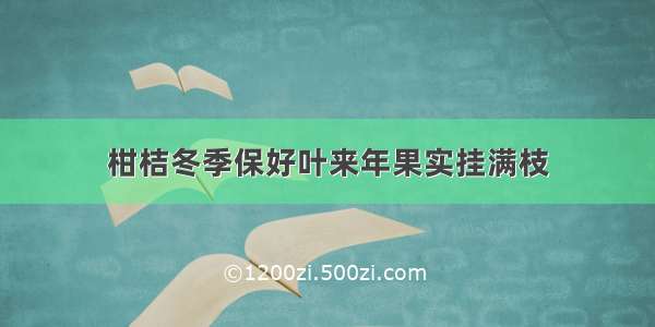 柑桔冬季保好叶来年果实挂满枝