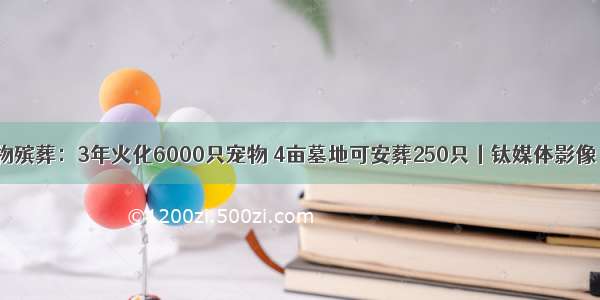 宠物殡葬：3年火化6000只宠物 4亩墓地可安葬250只丨钛媒体影像《》