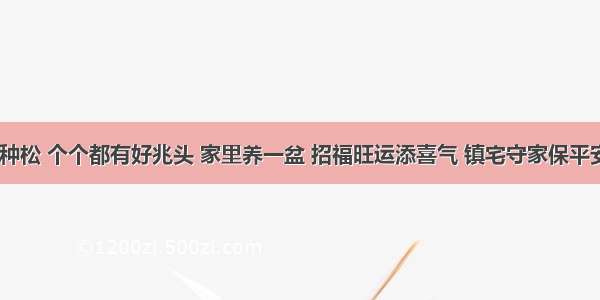 5种松 个个都有好兆头 家里养一盆 招福旺运添喜气 镇宅守家保平安！