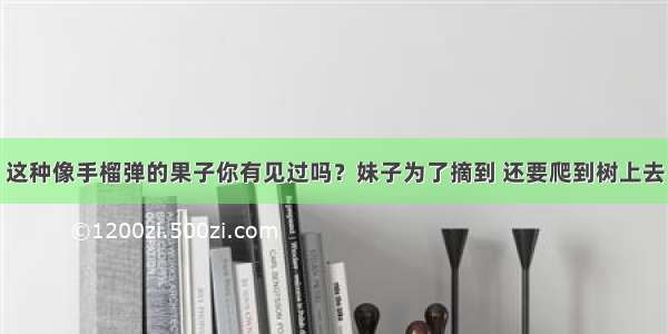 这种像手榴弹的果子你有见过吗？妹子为了摘到 还要爬到树上去