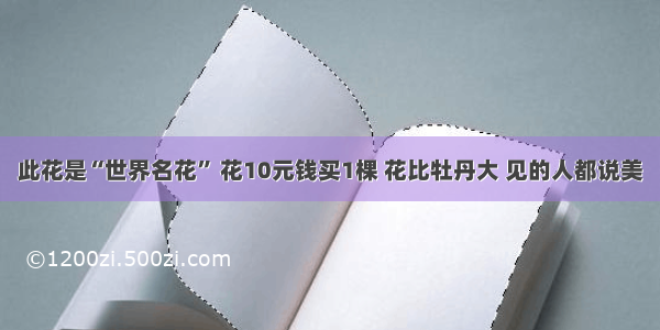 此花是“世界名花” 花10元钱买1棵 花比牡丹大 见的人都说美