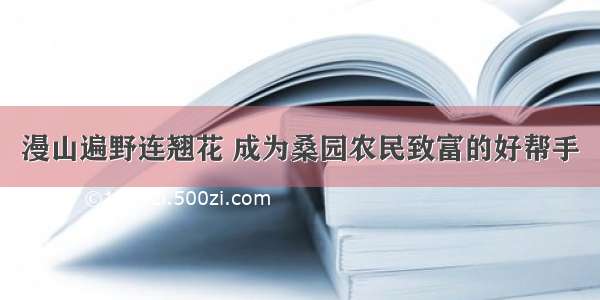 漫山遍野连翘花 成为桑园农民致富的好帮手