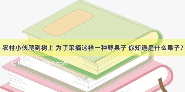 农村小伙爬到树上 为了采摘这样一种野果子 你知道是什么果子？