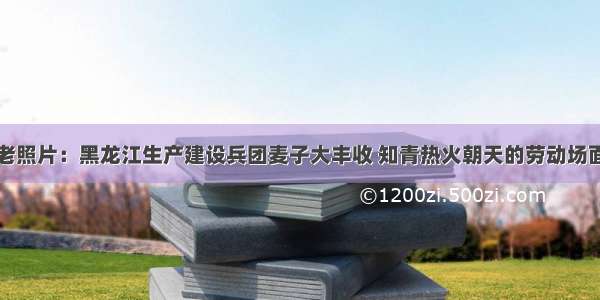 老照片：黑龙江生产建设兵团麦子大丰收 知青热火朝天的劳动场面