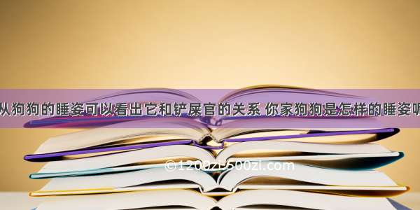 从狗狗的睡姿可以看出它和铲屎官的关系 你家狗狗是怎样的睡姿呢