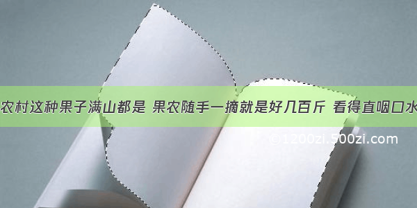 农村这种果子满山都是 果农随手一摘就是好几百斤 看得直咽口水