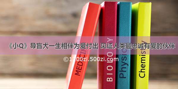 《小Q》导盲犬一生相伴为爱付出 见证人类最忠诚有爱的伙伴