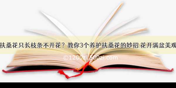 扶桑花只长枝条不开花？教你3个养护扶桑花的妙招 花开满盆美观