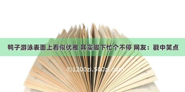 鸭子游泳表面上看似优雅 其实脚下忙个不停 网友：戳中笑点