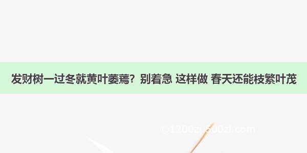 发财树一过冬就黄叶萎蔫？别着急 这样做 春天还能枝繁叶茂