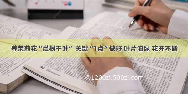 养茉莉花“烂根干叶” 关键“1点”做好 叶片油绿 花开不断