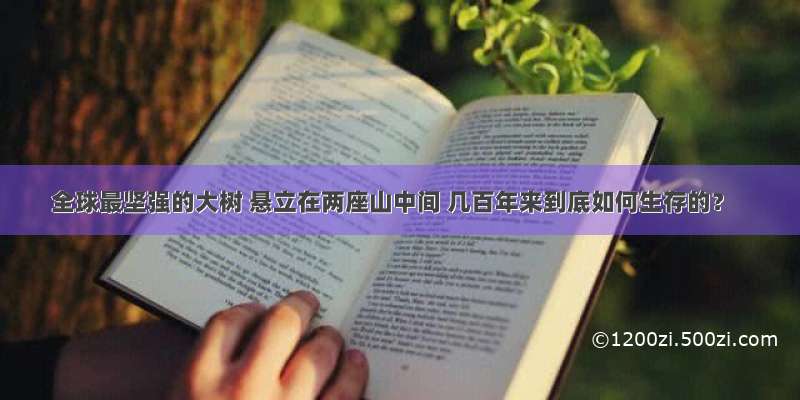 全球最坚强的大树 悬立在两座山中间 几百年来到底如何生存的？